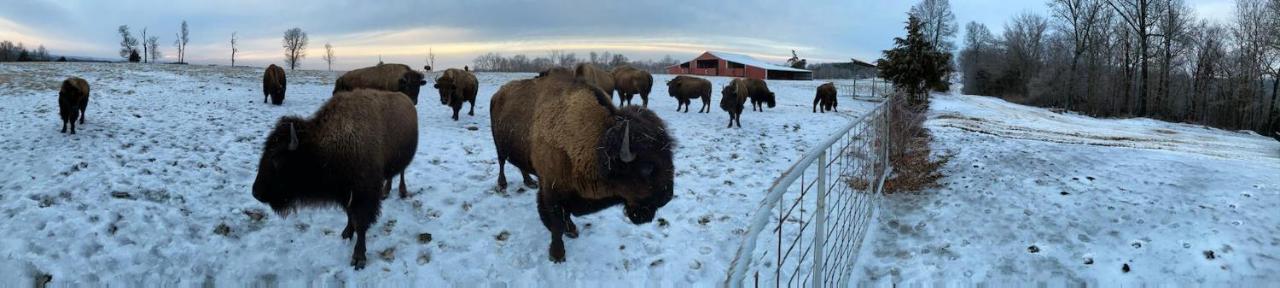 Amish Made Cedar Cabin With A Loft On A Buffalo Farm Close To The Buffalo River Marshall Exterior foto